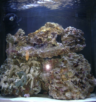 sera marine cube