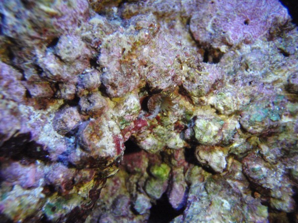polyp1.jpg