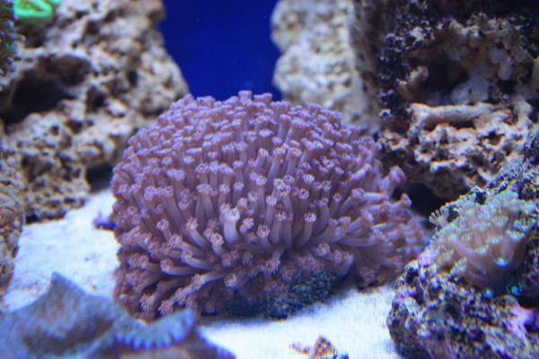 Goniopora lilla.JPG