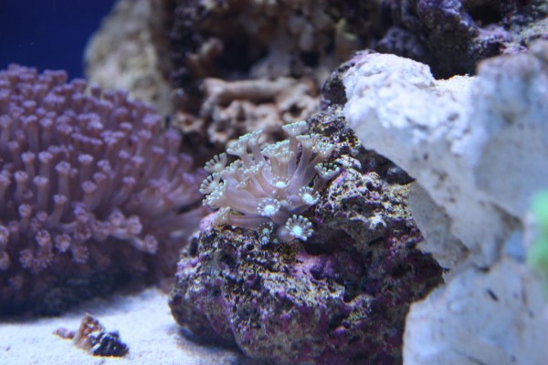 Goniopora grøn 1.JPG