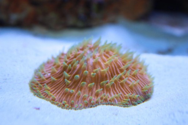 Fungia 3.JPG