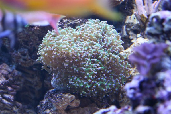 Euphyllia 4.JPG