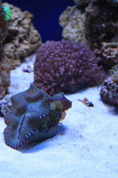 Musling - goniopora 1.JPG