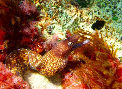 Moray.jpg