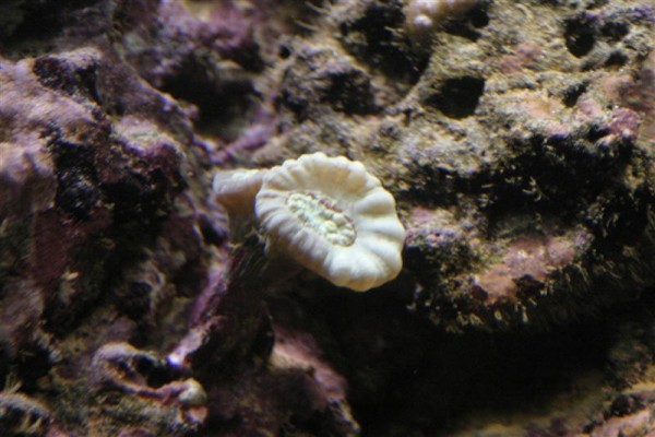 Caulastrea sp..jpg