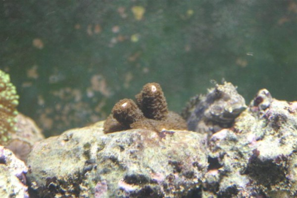 Montipora digitata.jpg