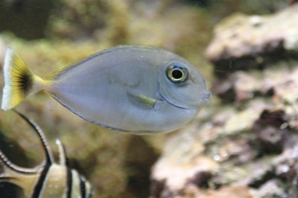 Naso unicornis.jpg