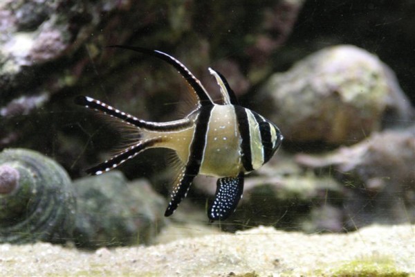 Pterapogon kauderni.jpg