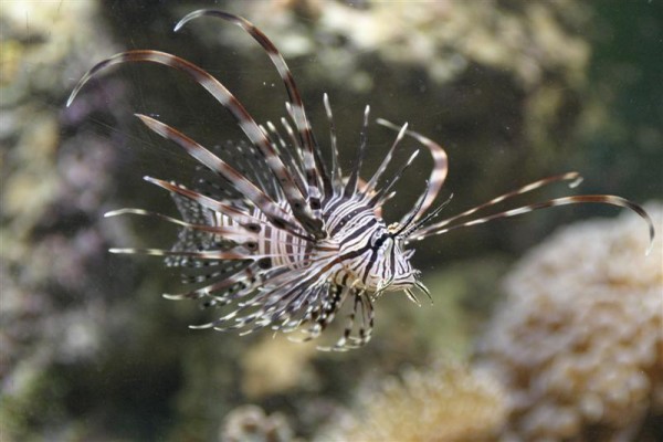 Pterois volitans.jpg