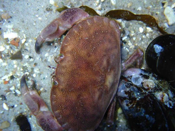 krab.jpg