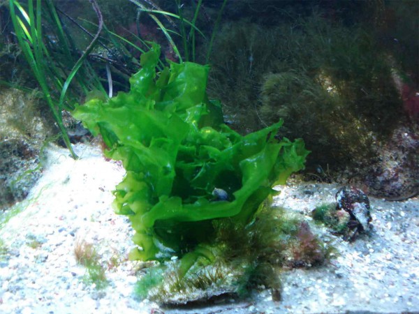 søsalat.jpg
