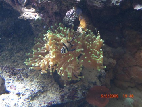 CIMG1608 (Small).JPG