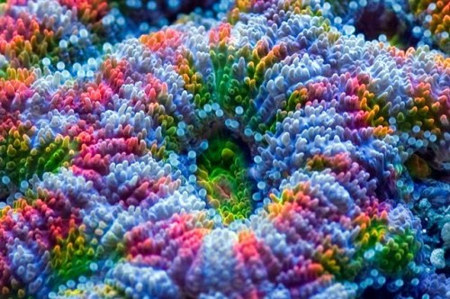 acan lord no1 (Small).jpg