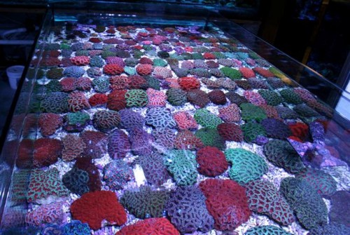 Acanacanacan (Small).jpg