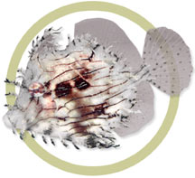 Chaetodermis pencilligerus.jpg