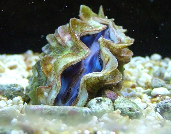 tridacna.jpg