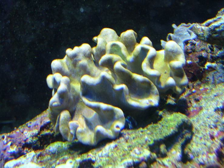 sarcophyton.JPG