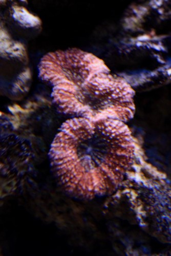 Lobophyllia.jpg