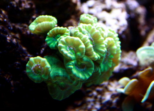 Caulastrea 2.jpg