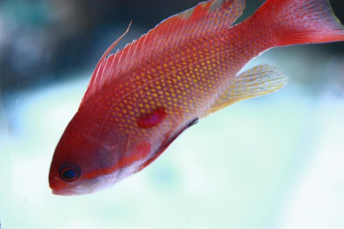 Anthias han.jpg