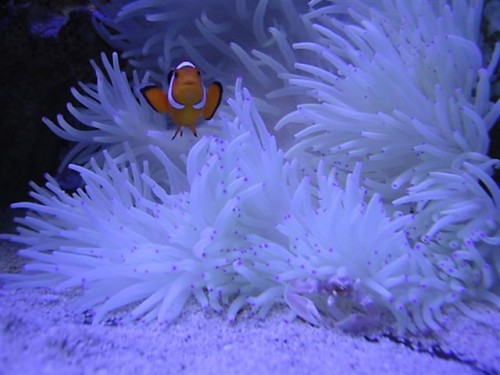 anemone 2 (Small).JPG