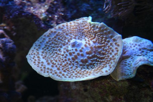 elefantøre1 (Small).jpg