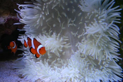 stadig hvid anemone