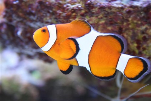 nemo (Small).jpg
