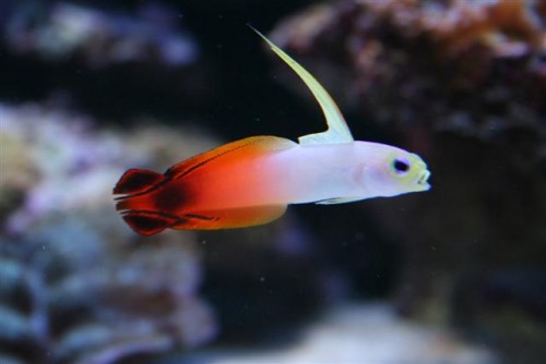 sur flamme (Small).jpg