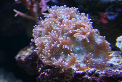Billede 096 (Small).jpg