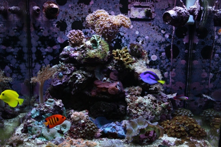 Så klippede vi vores store kenya træer og satte nogle acoporaer