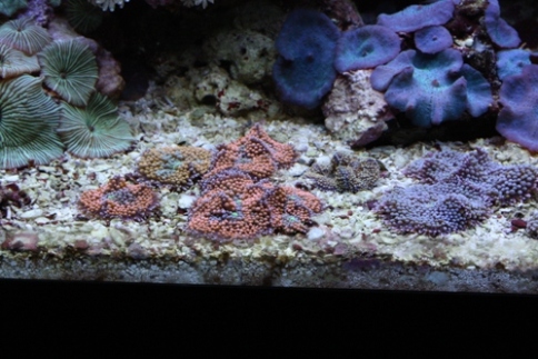 Vores ricordea florida