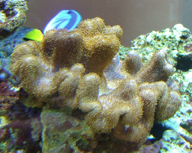sarcophyton.jpg