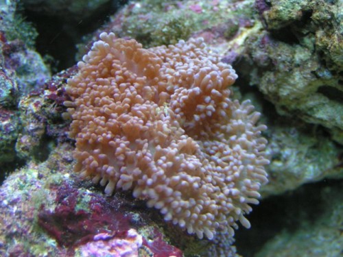 Hvad er dette for en koral ?