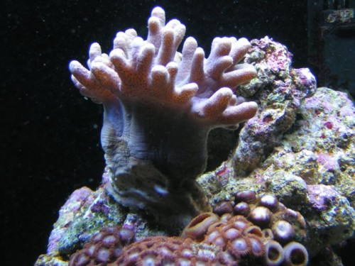 Hvad er dette for en koral ?