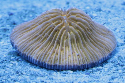 Fungia orange 2 (Medium).jpg