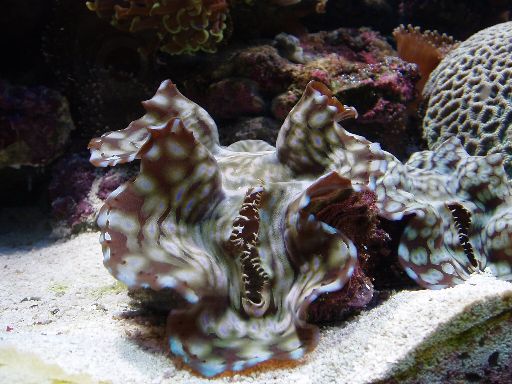 To stk. Tridacna squamosa side om side.