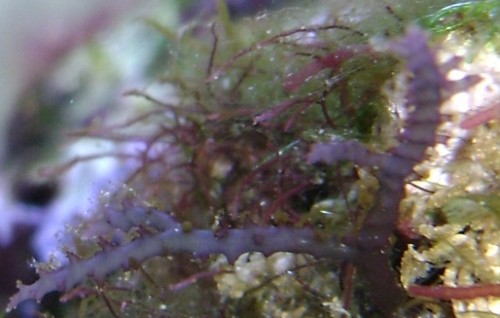 DSC01728s.JPG (112.75 KiB) Vist 1213 gange koral