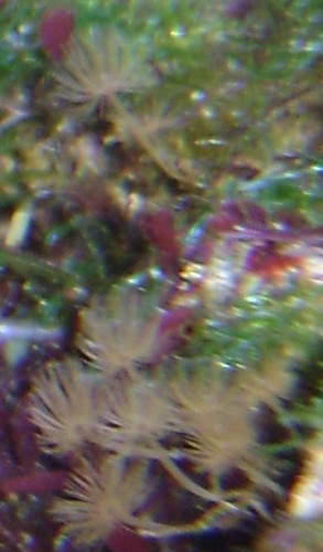 blød.JPG (115.19 KiB) Vist 1175 gange blød