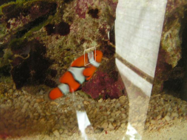nemo.JPG