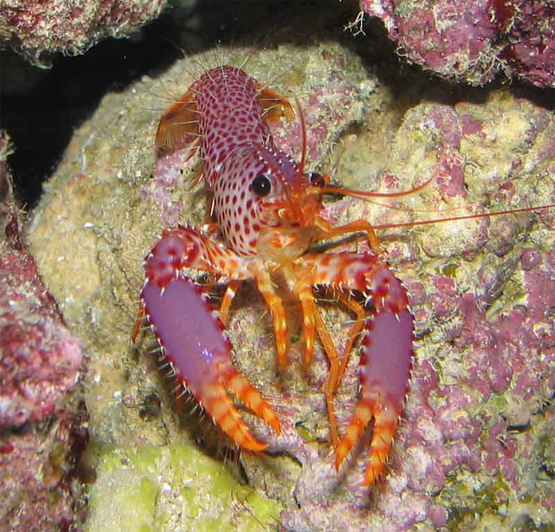 Enoplomentopus debelius