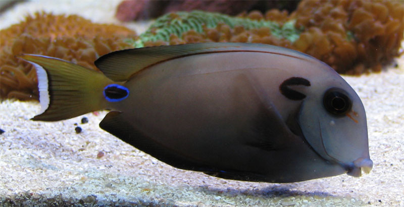 Acanthurus tennenti