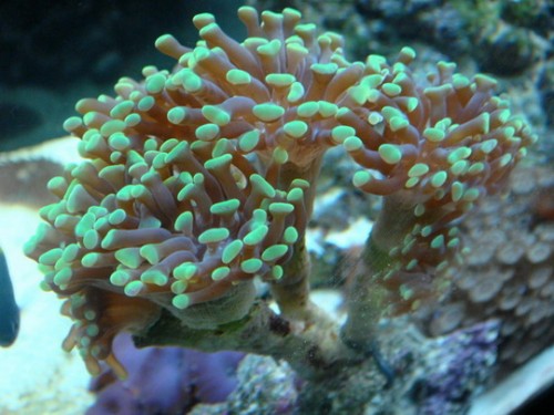 ID af Euphyllia.