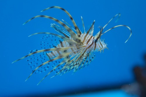 Pterois_volitans_4.jpg