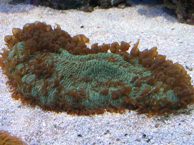 Herpolitha limax med flot polyp fremvisning ;)