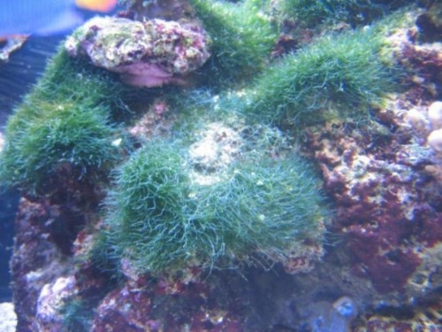 IMG_1627.jpg (109.96 KiB) Vist 2916 gange 2