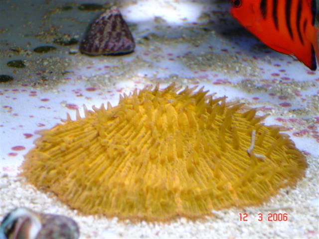 Orange fungia