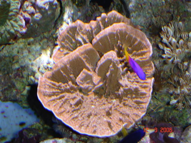 Røde montipora
