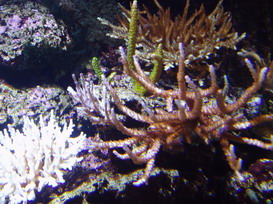 P1010010_resize.JPG