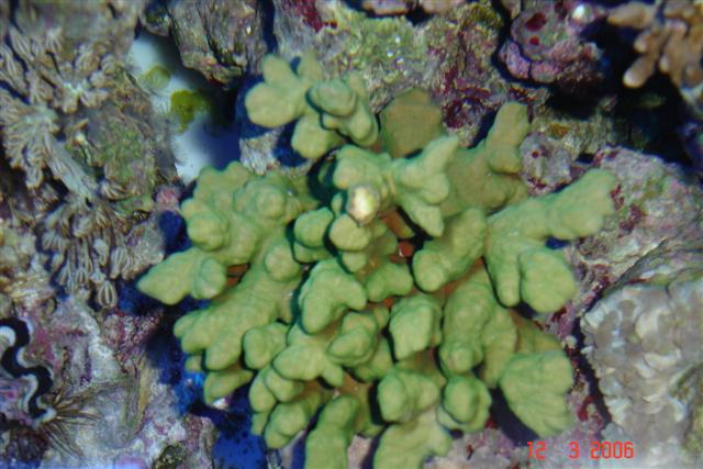 Nyt akvarie 086 (Small).jpg